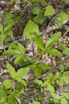 Dwarf ginseng